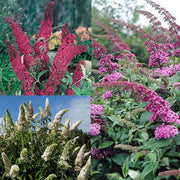 Schmetterlingsflieder (Buddleia davidii) Mix