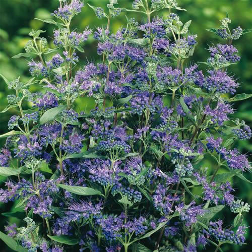 Bartblume 'Heavenly Blue'