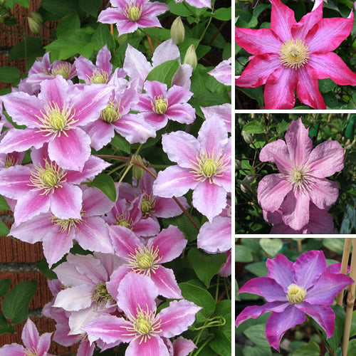 Waldrebe (Clematis 'Pink')