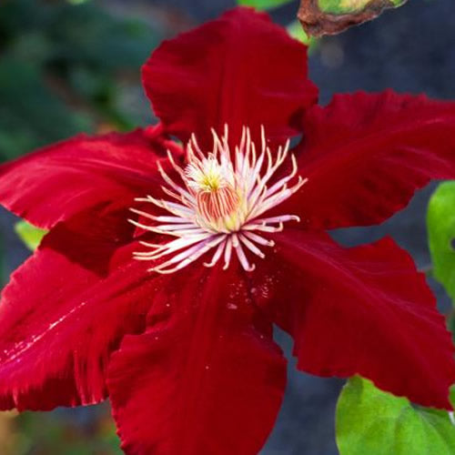 Waldrebe (Clematis 'Dark Red')
