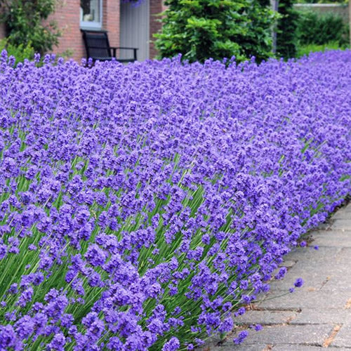 Lavender 'Hidcote' Hedge