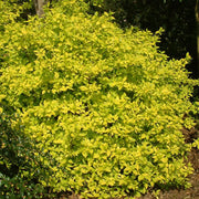 Pfeifenstrauch 'Aureus' (Philadelphus)