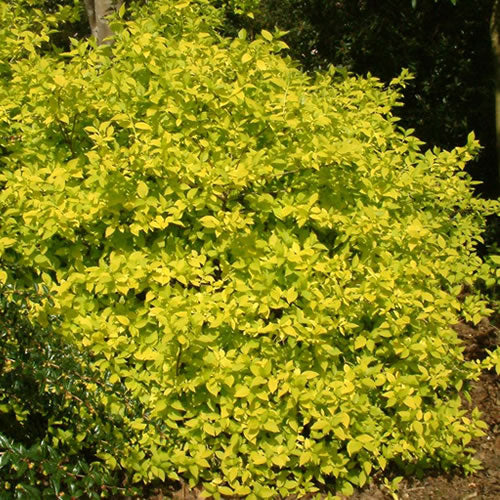Pfeifenstrauch 'Aureus' (Philadelphus)