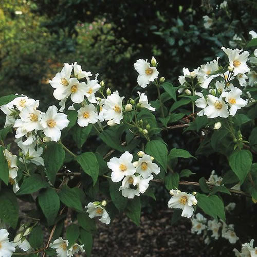 Bauernjasmin 'Belle Étoile'