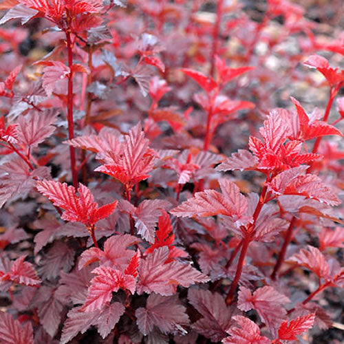 Blasenspiere 'Lady in Red'