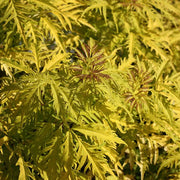 Gelblaubiger Holunder 'Sutherland Gold' (Sambucus)