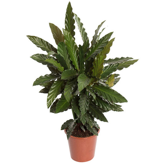 Korbmarante Calathea 'Blue Grass'