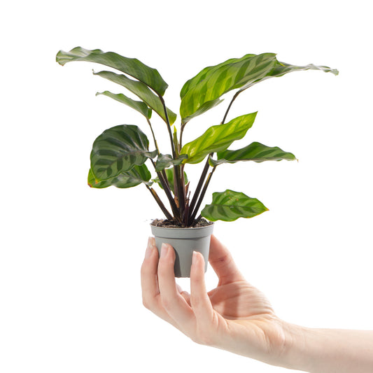 Baby-Korbmarante (Calathea 'Freddie')