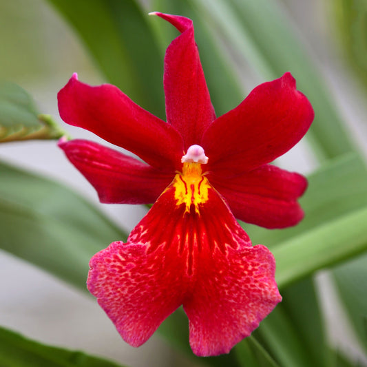 Orchidee ‚Cambria Red Velvet‘