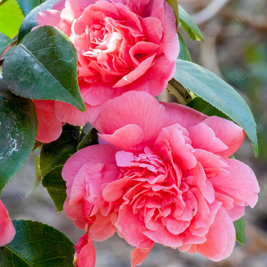 Kamelie (Camellia 'Triumphans')