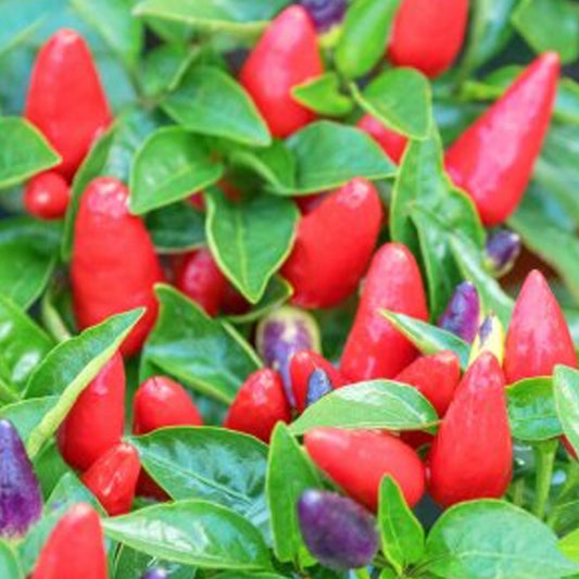 Rote Paprika (Capsicum annuum)