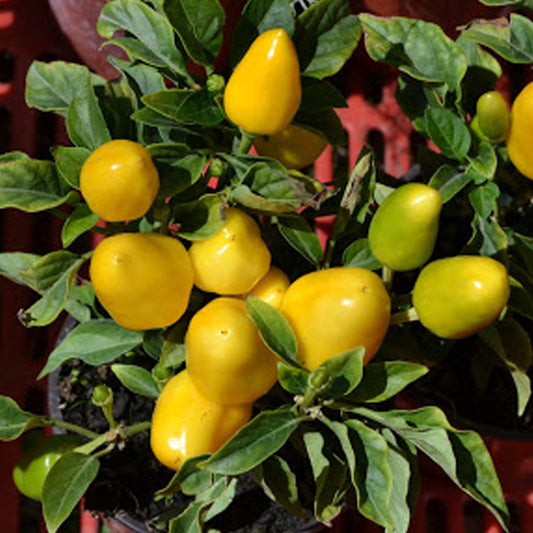 Gelb Capsicum annuum