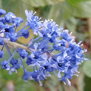 Ceanothus 'Blue Sapphire'