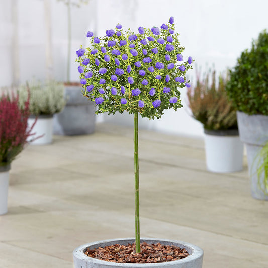 Säckelblume 'Puget Blue' (Ceanothus) als Terrassenbaum