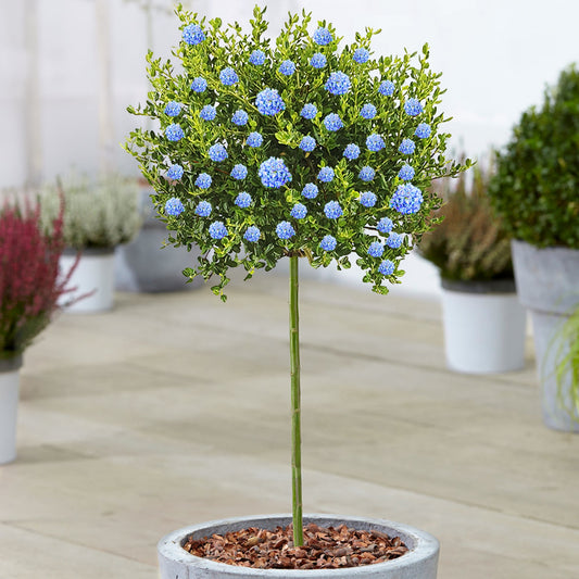 Säckelblume 'Victoria' (Ceanothus) als Terrassenbaum