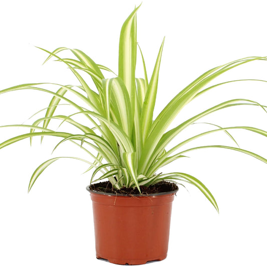 Grünlilie (Chlorophytum 'Variegatum')