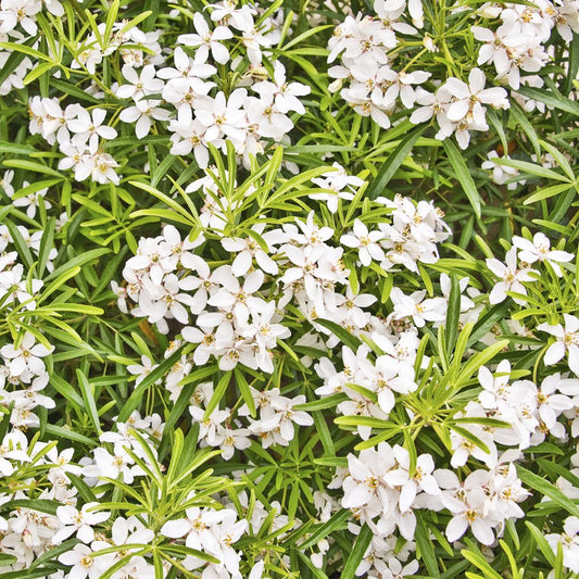 Orangenblume 'Greenfingers'