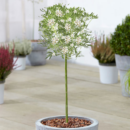 Orangenblume 'White Dazzler' Stämmchen