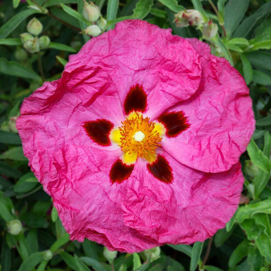 Purpur-Zistrose