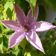 Waldrebe (Clematis 'Hagley Hybrid')