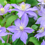 Waldrebe (Clematis 'Justa')
