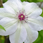 Waldrebe (Clematis 'Miss Bateman')