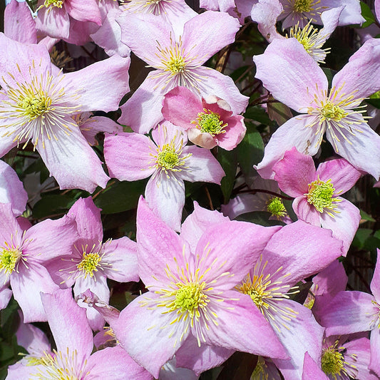 Waldrebe 'Fragrant Spring' (Clematis)