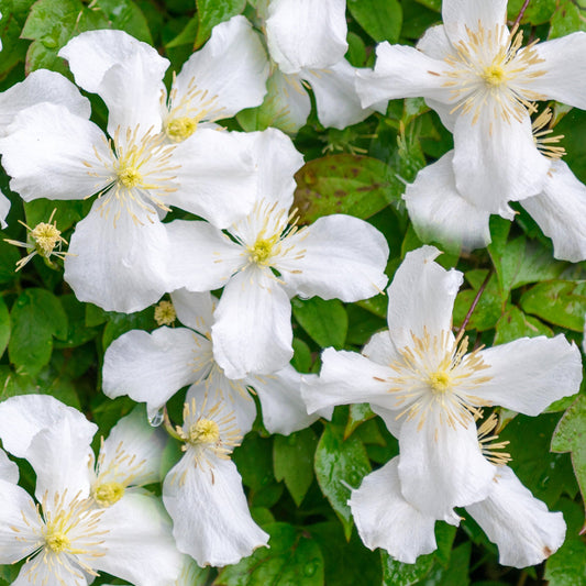 Waldrebe 'Grandiflora' (Clematis)