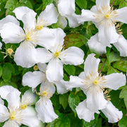 Waldrebe 'Grandiflora' (Clematis)