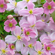Waldrebe (Clematis 'Mayleen')