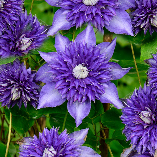 Waldrebe (Clematis 'Multi Blue')