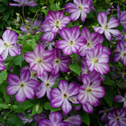 Waldrebe (Clematis 'Pernille')