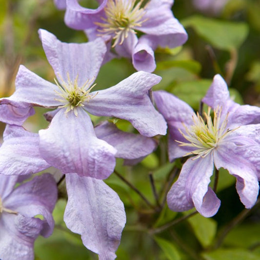 Waldrebe (Clematis 'Prince Charles')