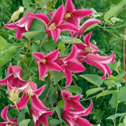 Waldrebe (Clematis) 'Princess Diana'