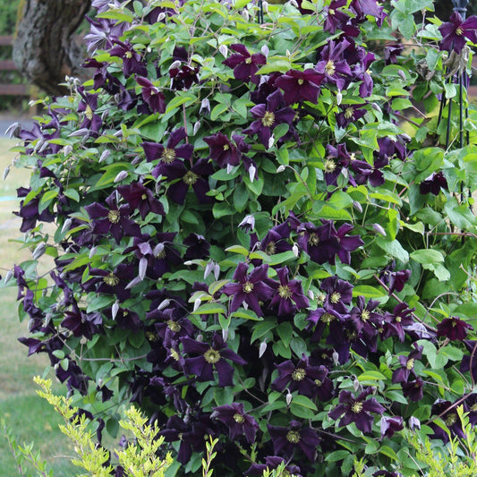Waldrebe (Clematis 'Romantika')