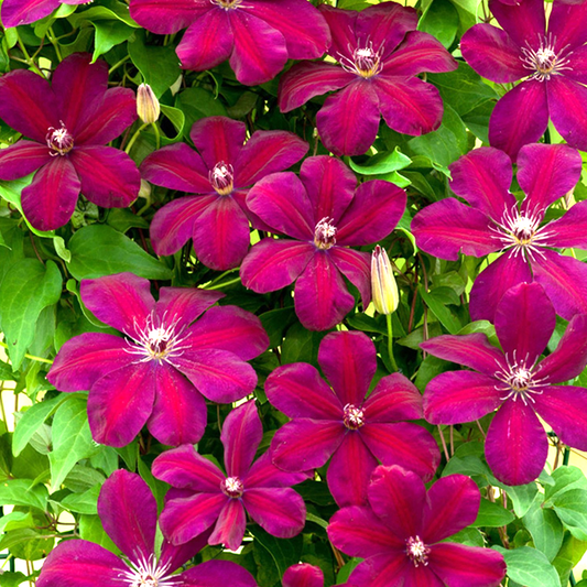 Waldrebe (Clematis 'Rouge Cardinal')