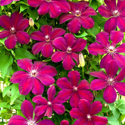 Waldrebe (Clematis 'Rouge Cardinal')