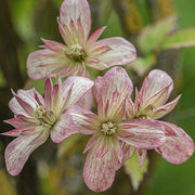 Waldrebe (Clematis 'Marjorie')
