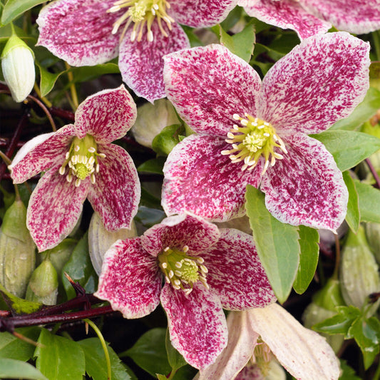Waldrebe 'Freckles' (Clematis)