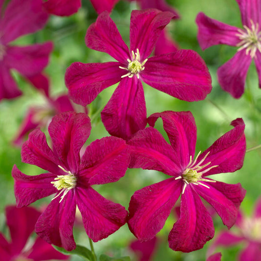 Waldrebe (Clematis 'Madame Julia Correvon')