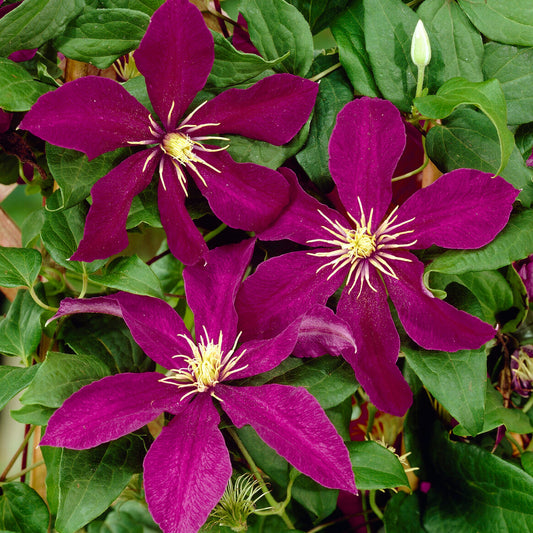 Waldrebe (Clematis 'Niobe')