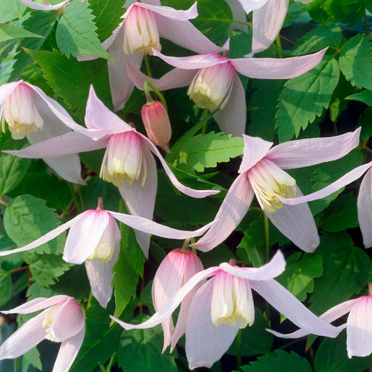 Waldrebe (Clematis) 'Willy'