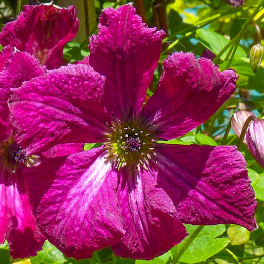 Waldrebe (Clematis 'Rubra')