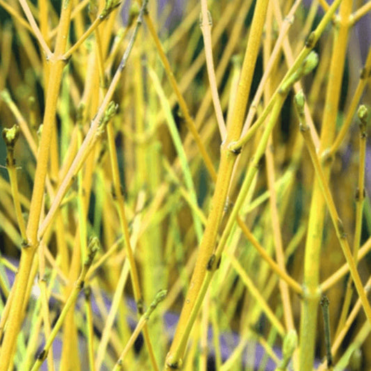 Hartriegel 'Flaviramea'