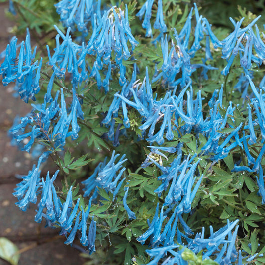 Lerchensporn (Corydalis 'Porcelain Blue')