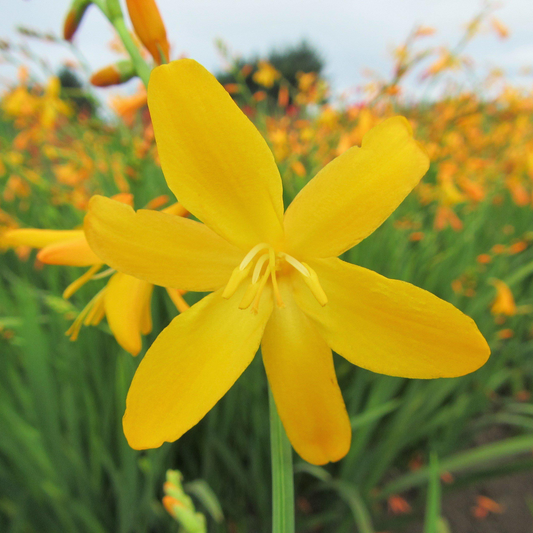 Montbretie (Crocosmia 'George Davison')