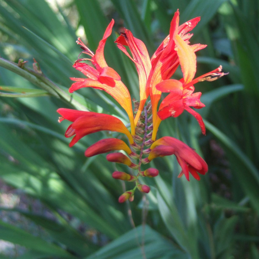 Crocosmie ‚Lucifer‘