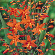 Montbretie (Crocosmia 'Carmin Brillant')