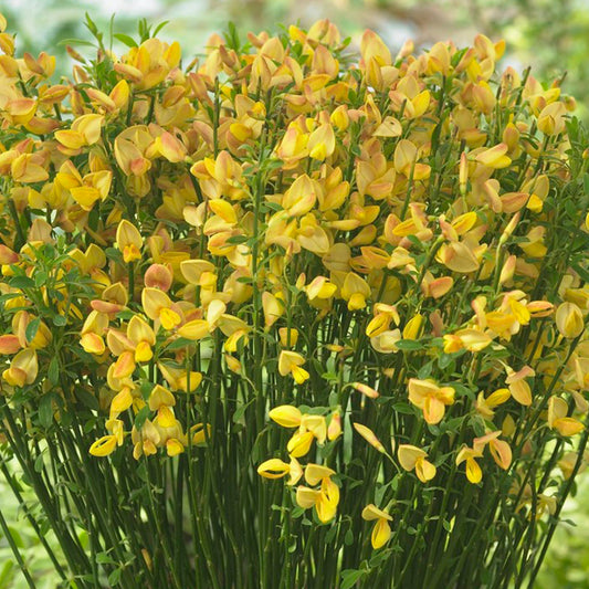 Ginster (Cytisus 'Apricot Gem')