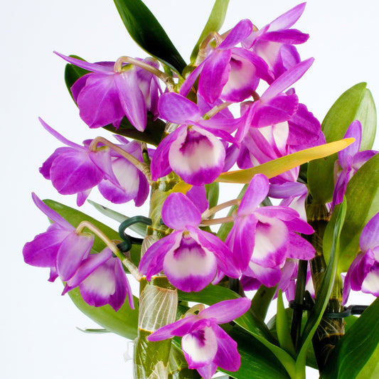 Orchidee ‚Berry Oda‘